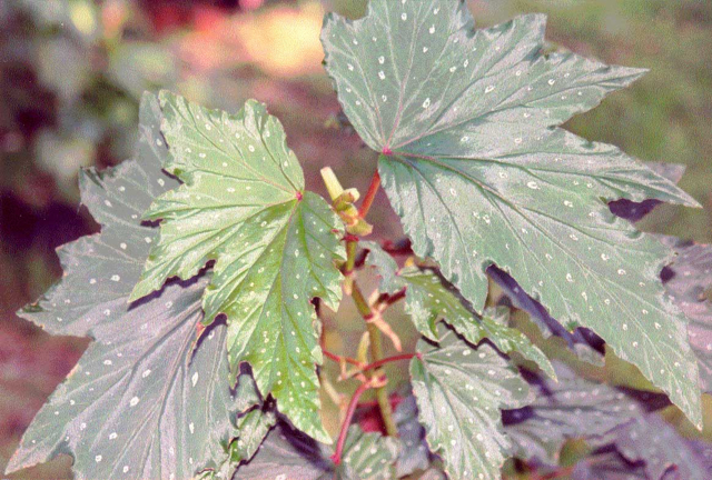 B. ‘Taylor Anne’